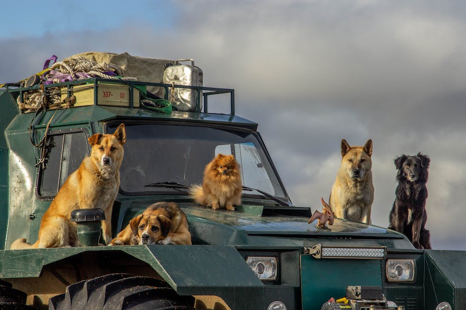 A group of happy pets being relocated in a comfortable and safe environment