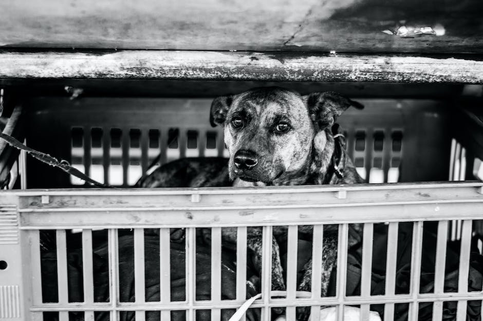 A picture of a dog in a transport crate with the word 'PET RELOCATION' written on the side.